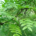 Gleditsia triacanthos